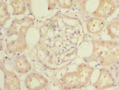 CFAP65 Antibody