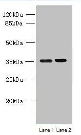 CFAP65 Antibody