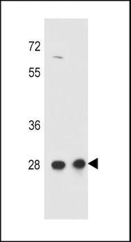 CCDC134 antibody