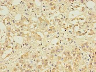 CCDC134 Antibody