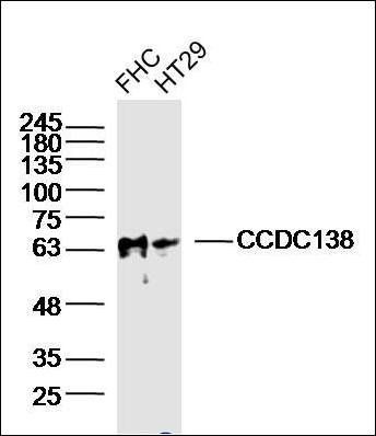 CCDC138 antibody