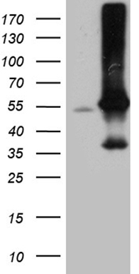 CCDC22 Antibody