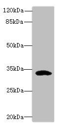 CCDC24 antibody