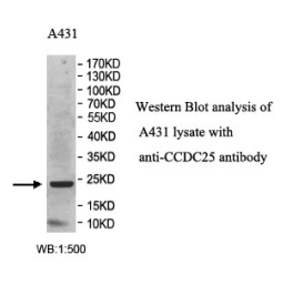 CCDC25 antibody