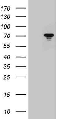 CCDC27 Antibody