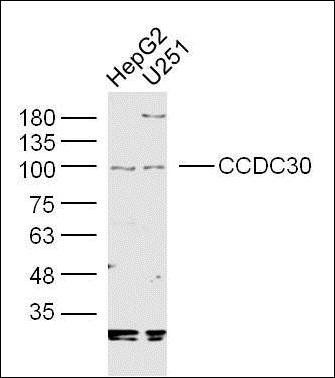 CCDC30 antibody