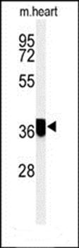 CCDC42 antibody