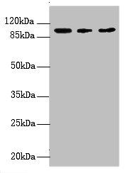 CCDC57 antibody