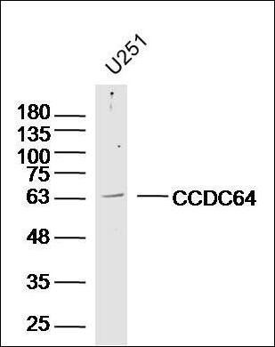 CCDC64 antibody