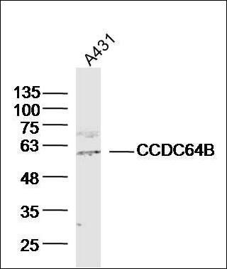 CCDC64B antibody