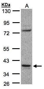 CCDC68 antibody