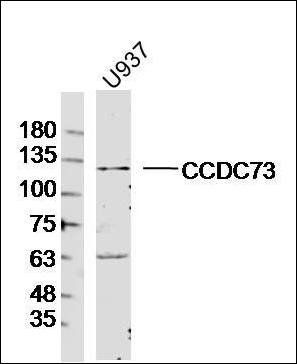 CCDC73 antibody