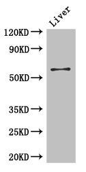 CCDC8 Antibody
