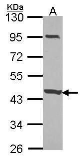 coiled-coil domain containing 83 Antibody