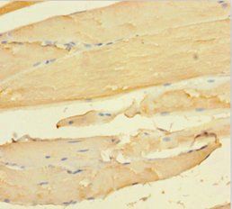 CCDC94 Antibody