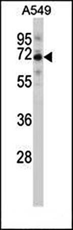 CCDC99 antibody