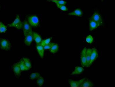 CCIN Antibody
