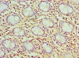 CCK Antibody