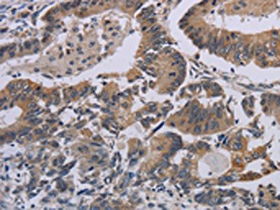 CCL1 Antibody
