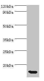 CCL11 Antibody