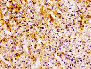 CCL15 Antibody