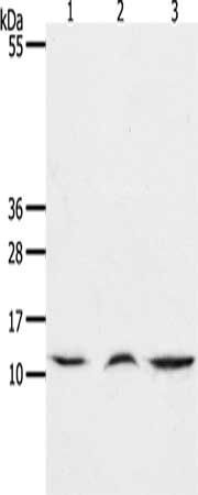 CCL17 Antibody