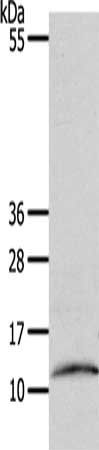 CCL17 Antibody