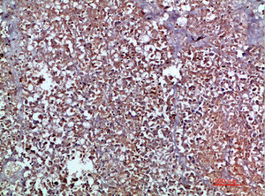 CCL20 Antibody