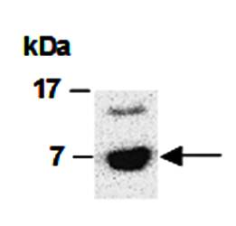 CCL22 (N) Antibody, Rabbit Polyclonal