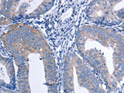 CCL26 Antibody