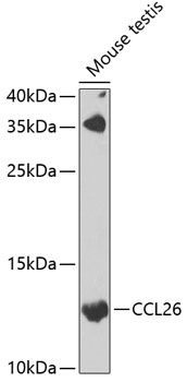 CCL26 antibody