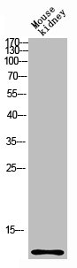 CCL27 Antibody
