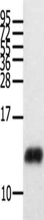 CCL28 Antibody