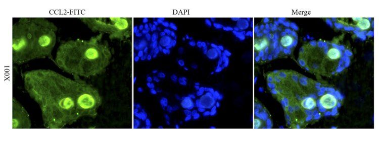 MCP1 antibody (FITC)