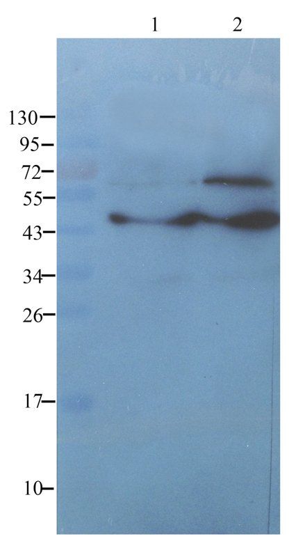 MCP1 antibody