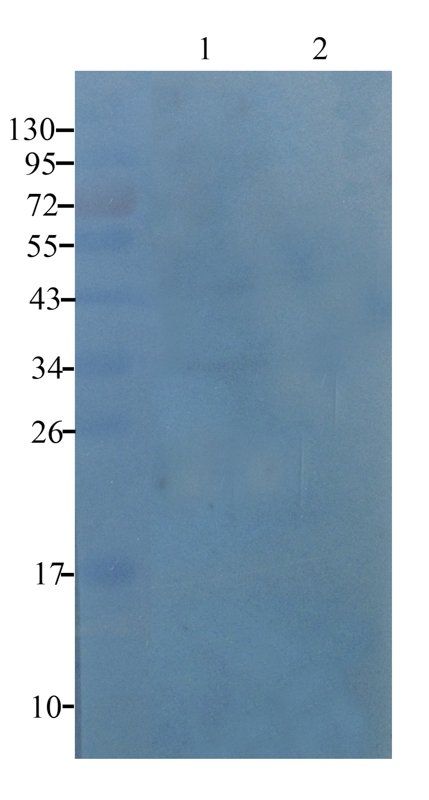 MCP1 antibody