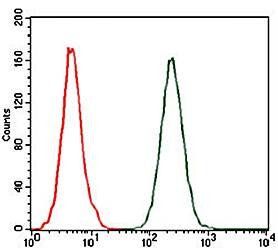 CCL2 Antibody