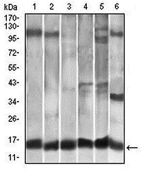 CCL2 Antibody