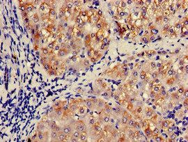 CCL3 Antibody