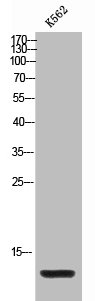 CCL4L1 antibody