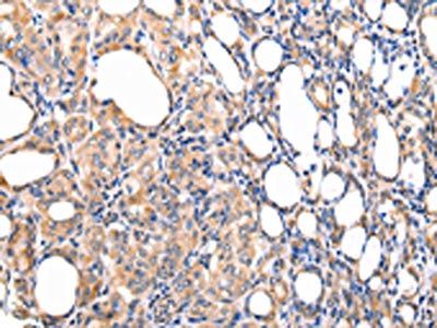CCL7 Antibody