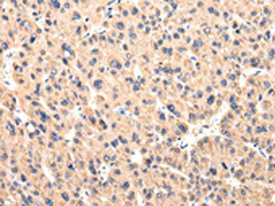 CCL7 Antibody