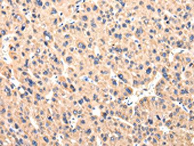 CCL7 antibody