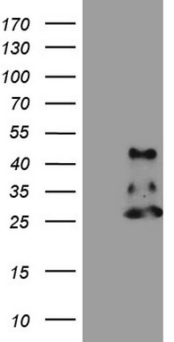 CCN2 Antibody