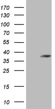 CCN2 Antibody