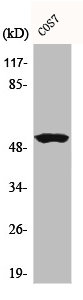 CCNA1/CCNA2 Antibody