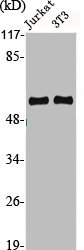 CCNA1 Antibody