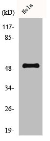 CCNA1 Antibody