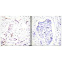 CCNA1 Antibody