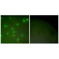 CCNA1 Antibody